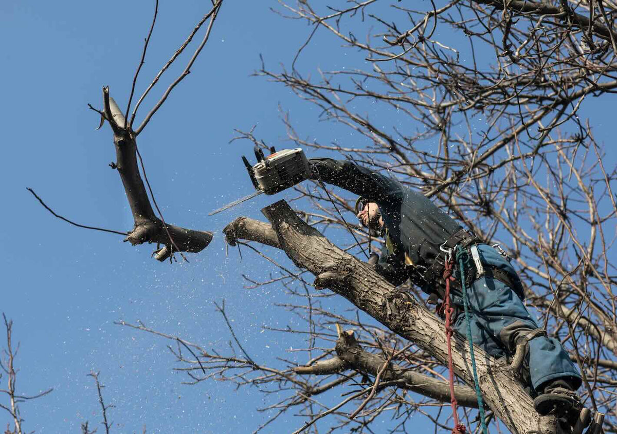 Gear Inspection for Arborists (a Rope's Natural Enemy) - RopesGear.com