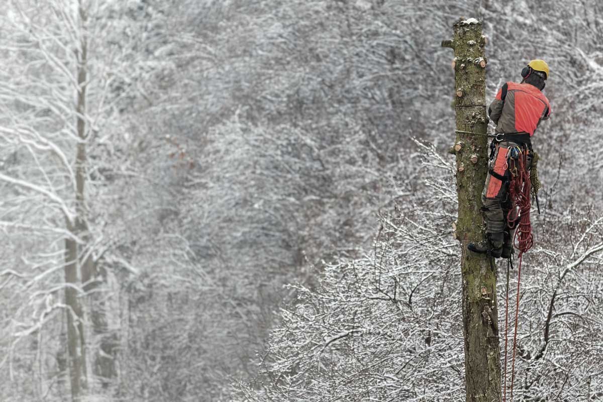 ARBOR & FORESTRY