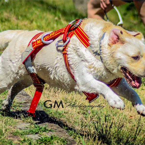 Alp Design Lait - RopesGear.com