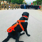 Alp Design Lait - RopesGear.com