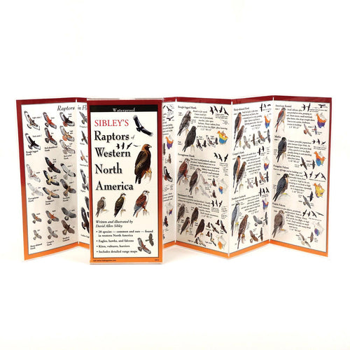 Butterflies Midwest Guide - RopesGear.com