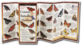 Butterflies Northeast Guide - RopesGear.com