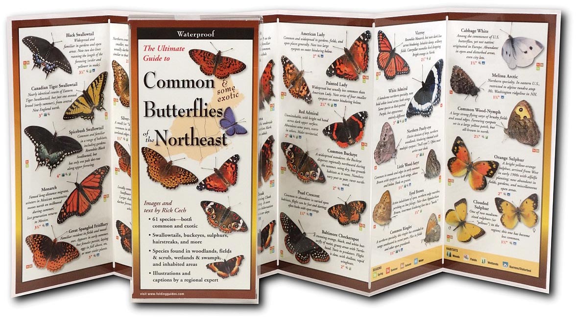 Butterflies Northeast Guide - RopesGear.com