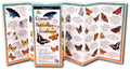 Butterflies Southwest Guide - RopesGear.com