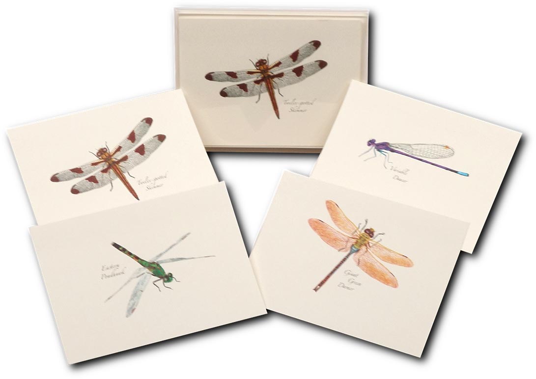 Dragonfly Notecards - RopesGear.com