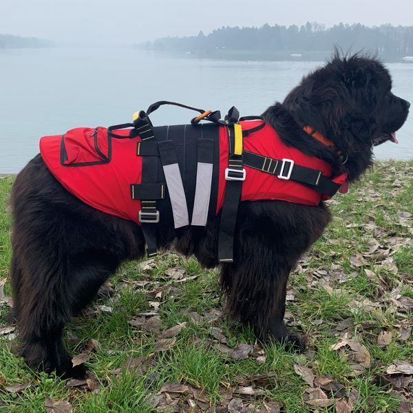 Kong DELPHINUS Dog Life Jacket - RopesGear.com