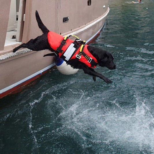 Kong DELPHINUS Dog Life Jacket - RopesGear.com