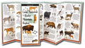 Mammals Of Rockies Guide - RopesGear.com