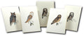 Owl Notecards - RopesGear.com